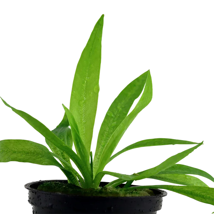 Tropica Akvarieplante i potte Helanthium bolivianum Quadricostatus